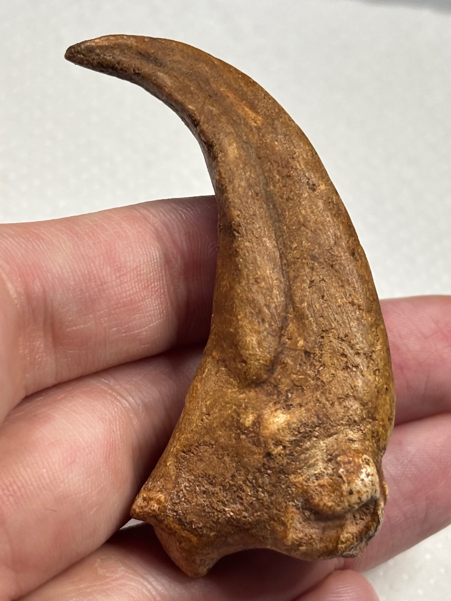 Carcharodontosaurier Handkralle groß ca. 6,5cm, mit Zertifikat!, naturbelassen Museum, afrikanischer T. Rex Kem Kem Marokko