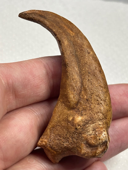 Carcharodontosaurier Handkralle groß ca. 6,5cm, mit Zertifikat!, naturbelassen Museum, afrikanischer T. Rex Kem Kem Marokko
