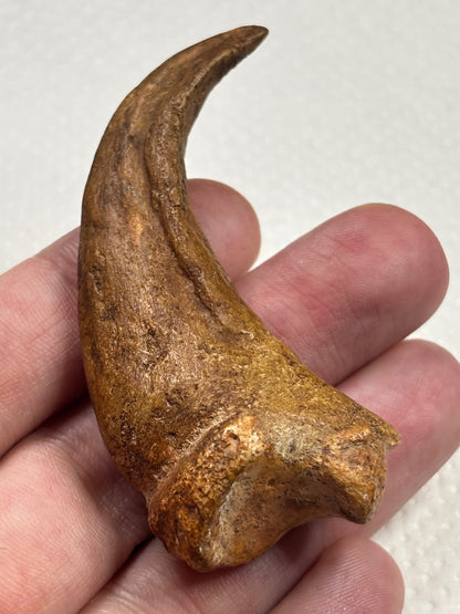 Carcharodontosaurier Handkralle groß ca. 6,5cm, mit Zertifikat!, naturbelassen Museum, afrikanischer T. Rex Kem Kem Marokko