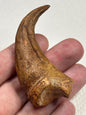 Carcharodontosaurier Handkralle groß ca. 6,5cm, mit Zertifikat!, naturbelassen Museum, afrikanischer T. Rex Kem Kem Marokko