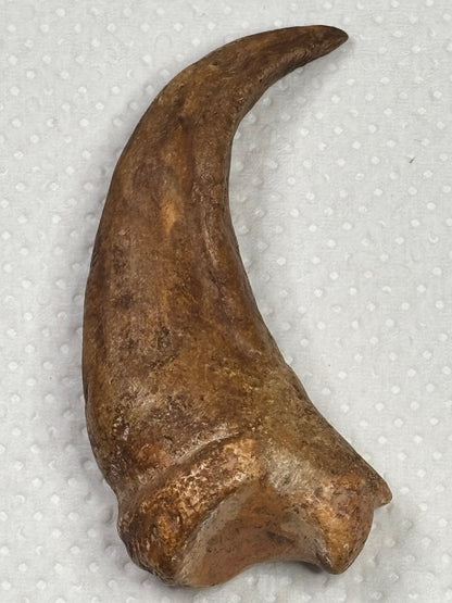 Carcharodontosaurier Handkralle groß ca. 6,5cm, mit Zertifikat!, naturbelassen Museum, afrikanischer T. Rex Kem Kem Marokko