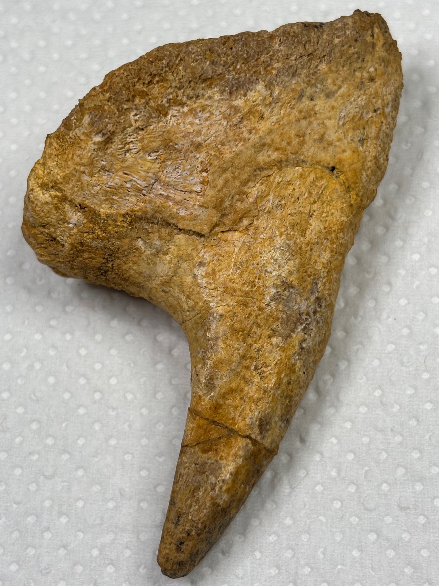 Carcharodontosaurier Handkralle groß ca. 7cm, mit Zertifikat!, naturbelassen Museum, afrikanischer T. Rex Kem Kem Marokko