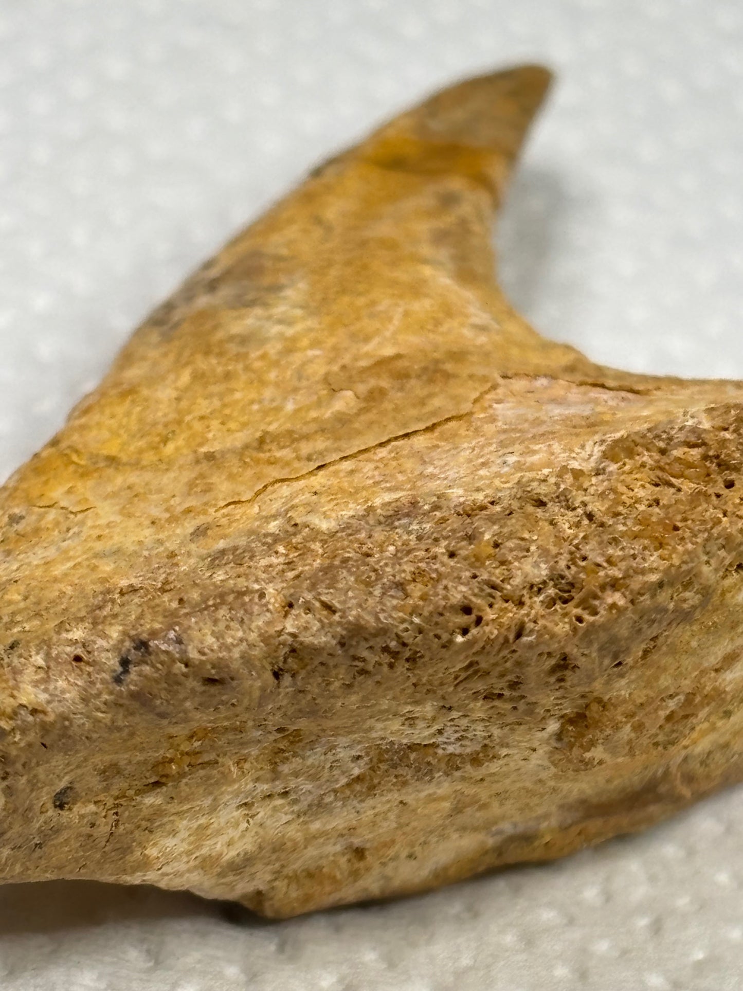 Carcharodontosaurier Handkralle groß ca. 7cm, mit Zertifikat!, naturbelassen Museum, afrikanischer T. Rex Kem Kem Marokko