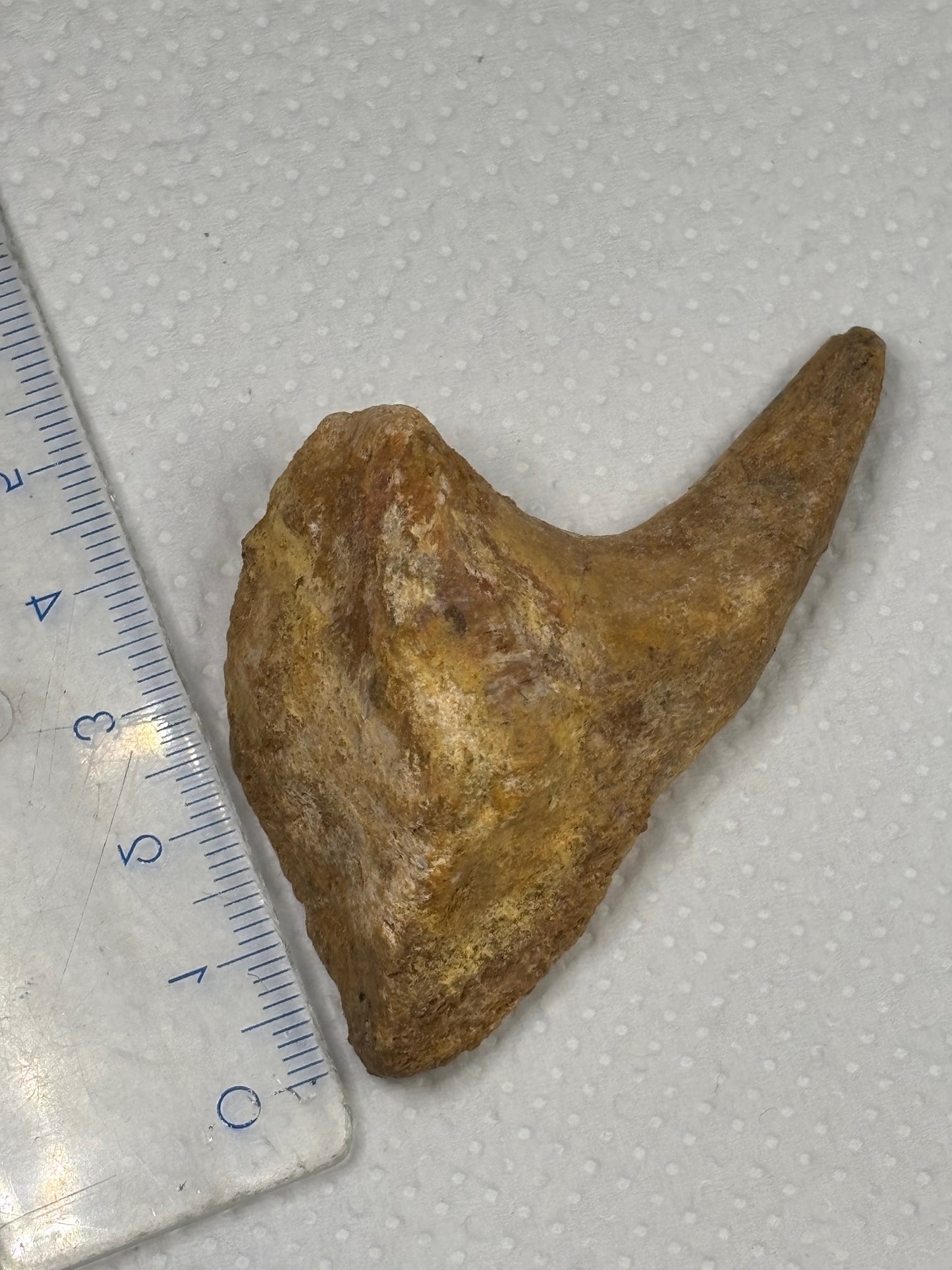 Carcharodontosaurier Handkralle groß ca. 7cm, mit Zertifikat!, naturbelassen Museum, afrikanischer T. Rex Kem Kem Marokko