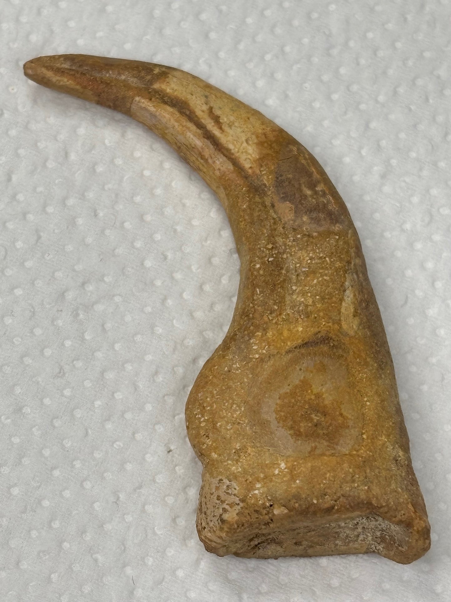 Carcharodontosaurier Kralle groß ca. 7cm, mit Zertifikat!, naturbelassen Museum, afrikanischer T. Rex Theropoden Kem Kem Marokko