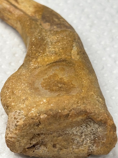 Carcharodontosaurier Kralle groß ca. 7cm, mit Zertifikat!, naturbelassen Museum, afrikanischer T. Rex Theropoden Kem Kem Marokko