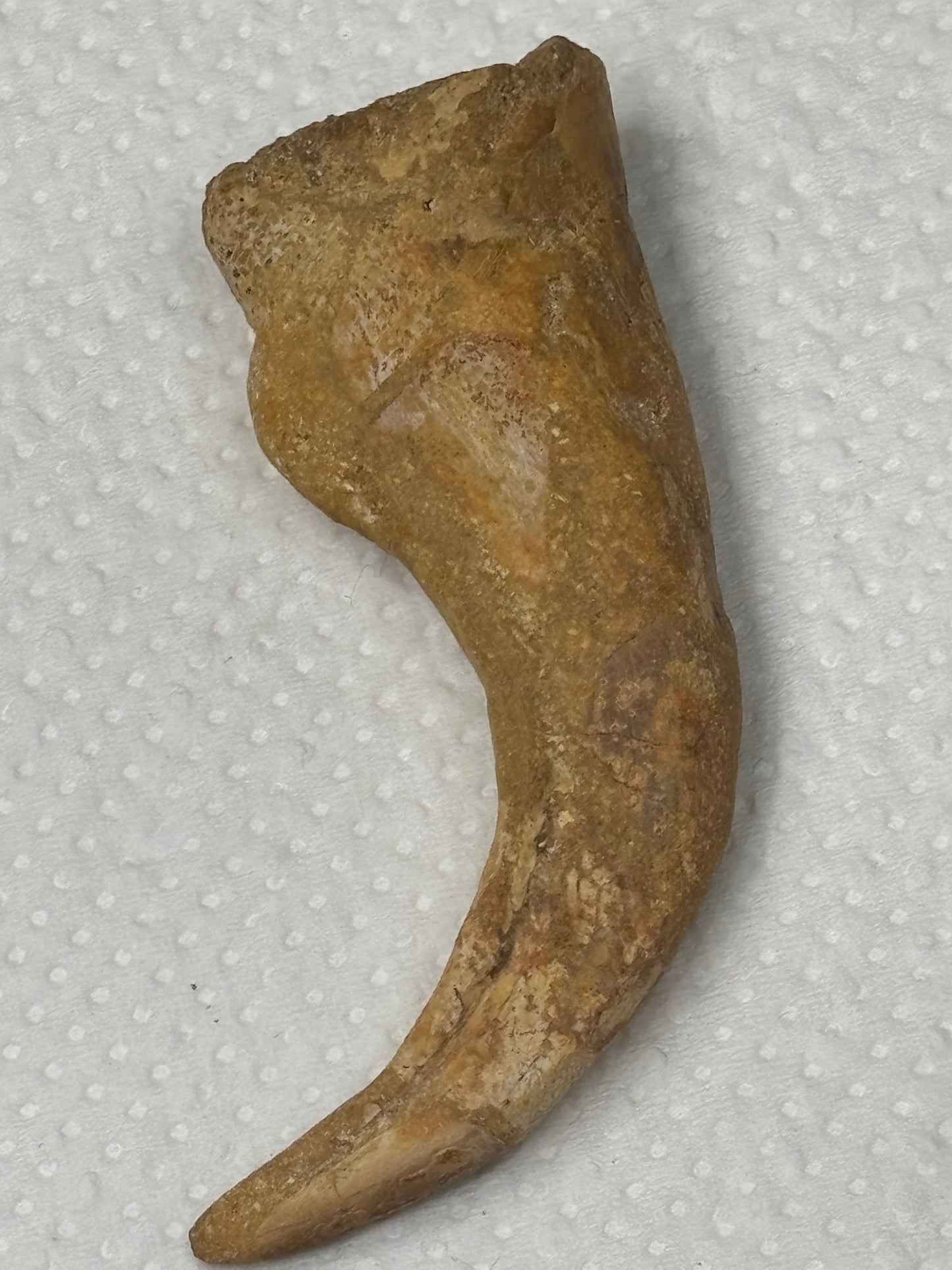 Carcharodontosaurier Kralle groß ca. 7cm, mit Zertifikat!, naturbelassen Museum, afrikanischer T. Rex Theropoden Kem Kem Marokko