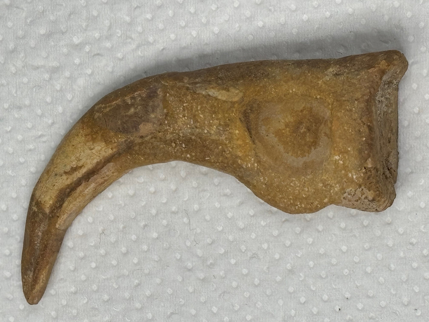 Carcharodontosaurier Kralle groß ca. 7cm, mit Zertifikat!, naturbelassen Museum, afrikanischer T. Rex Theropoden Kem Kem Marokko