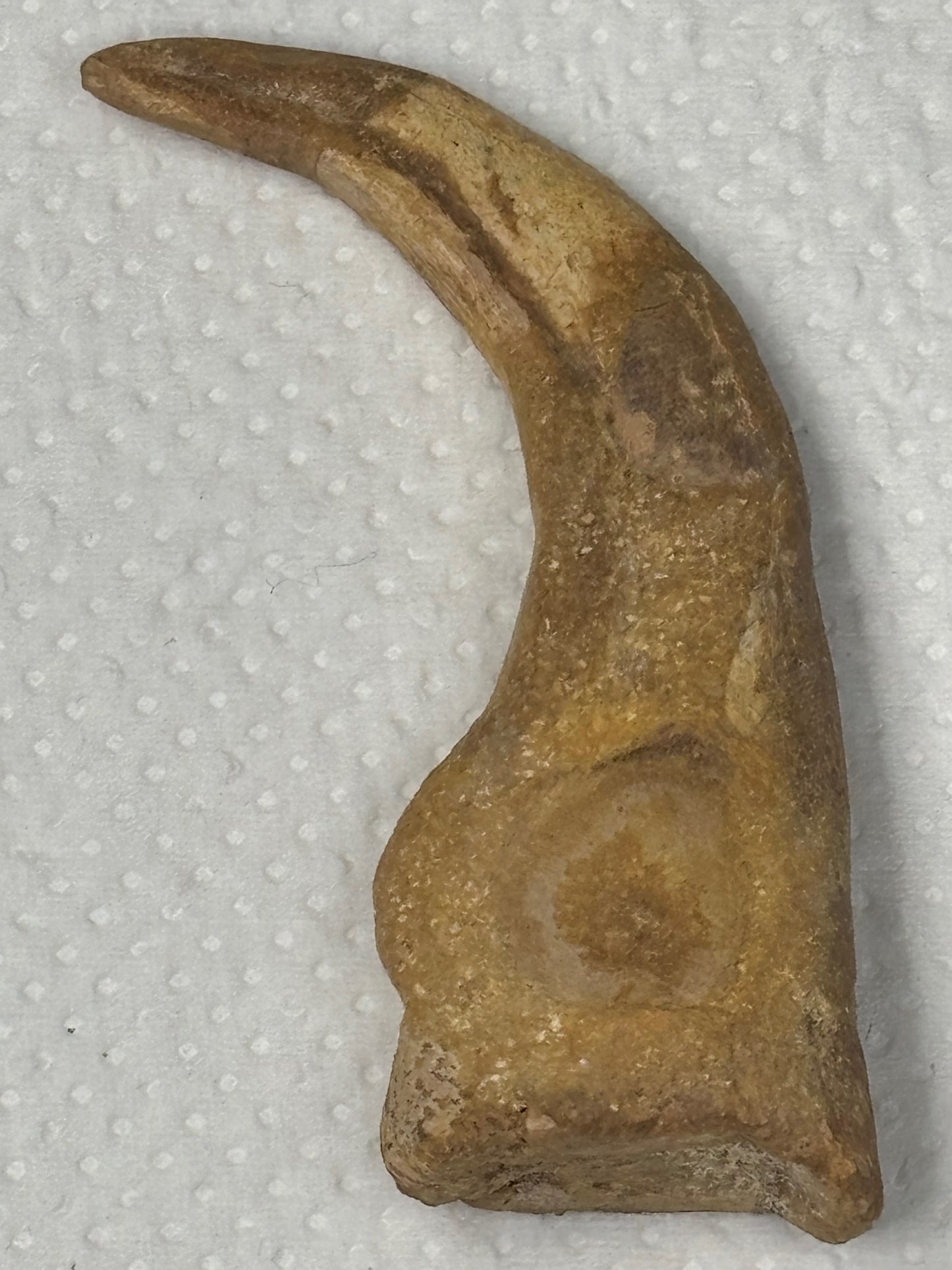 Carcharodontosaurier Kralle groß ca. 7cm, mit Zertifikat!, naturbelassen Museum, afrikanischer T. Rex Theropoden Kem Kem Marokko