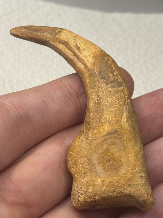 Carcharodontosaurier Kralle groß ca. 7cm, mit Zertifikat!, naturbelassen Museum, afrikanischer T. Rex Theropoden Kem Kem Marokko