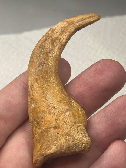 Carcharodontosaurier Kralle groß ca. 7cm, mit Zertifikat!, naturbelassen Museum, afrikanischer T. Rex Theropoden Kem Kem Marokko