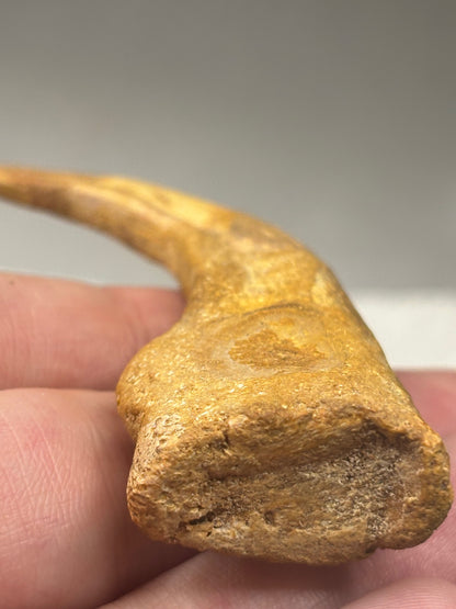 Carcharodontosaurier Kralle groß ca. 7cm, mit Zertifikat!, naturbelassen Museum, afrikanischer T. Rex Theropoden Kem Kem Marokko