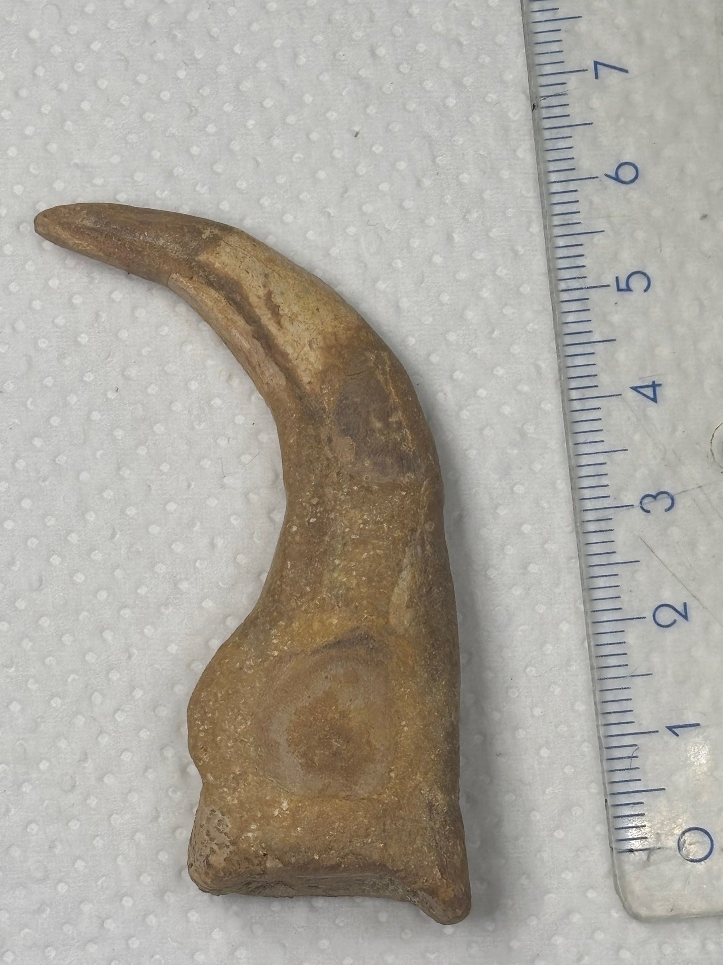 Carcharodontosaurier Kralle groß ca. 7cm, mit Zertifikat!, naturbelassen Museum, afrikanischer T. Rex Theropoden Kem Kem Marokko