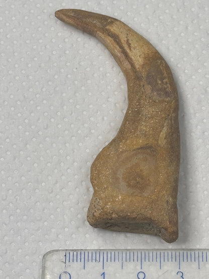 Carcharodontosaurier Kralle groß ca. 7cm, mit Zertifikat!, naturbelassen Museum, afrikanischer T. Rex Theropoden Kem Kem Marokko