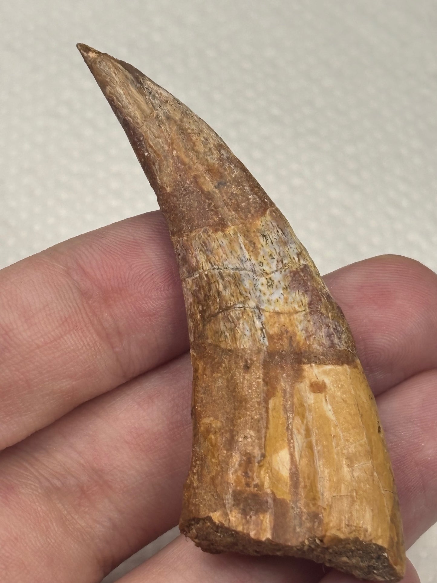 Carcharodontosaurier Handkralle groß ca. 6,8cm, mit Zertifikat!, naturbelassen Museum, afrikanischer T. Rex Kem Kem Marokko