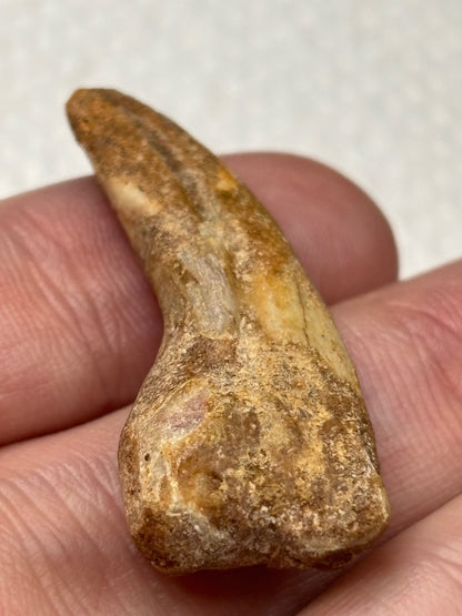 Carcharodontosaurier Kralle ca. 3,5cm Länge, mit Zertifikat!, naturbelassen Museum, afrikanischer T. Rex Kem Kem Marokko