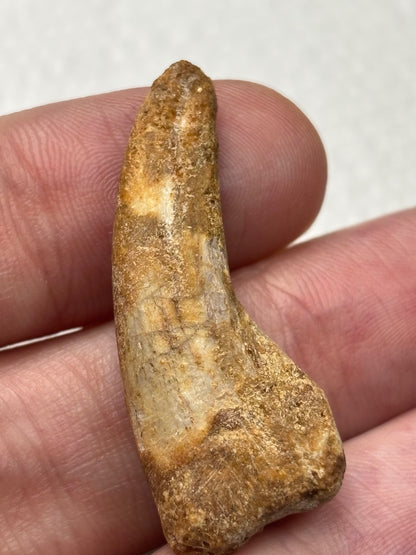 Carcharodontosaurier Kralle ca. 3,5cm Länge, mit Zertifikat!, naturbelassen Museum, afrikanischer T. Rex Kem Kem Marokko