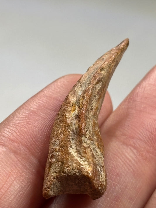 Carcharodontosaurier Kralle ca. 3,5cm Länge, mit Zertifikat!, naturbelassen Museum, afrikanischer T. Rex Kem Kem Marokko