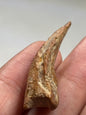 Carcharodontosaurier Kralle ca. 3,5cm Länge, mit Zertifikat!, naturbelassen Museum, afrikanischer T. Rex Kem Kem Marokko