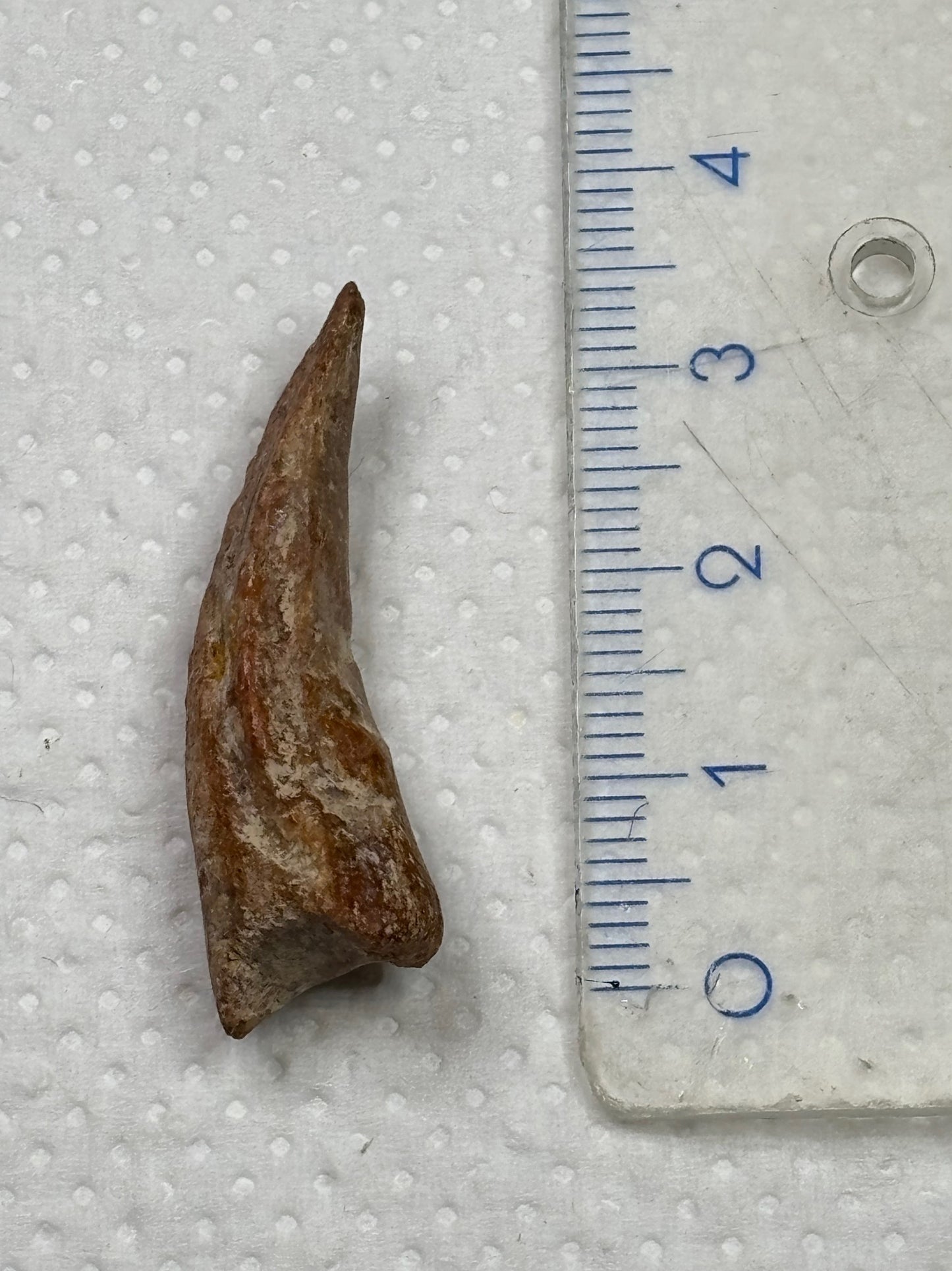 Carcharodontosaurier Kralle ca. 3,5cm Länge, mit Zertifikat!, naturbelassen Museum, afrikanischer T. Rex Kem Kem Marokko