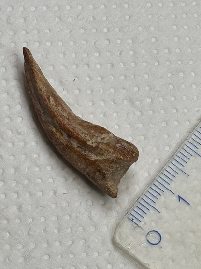 Carcharodontosaurier Kralle ca. 3,5cm Länge, mit Zertifikat!, naturbelassen Museum, afrikanischer T. Rex Kem Kem Marokko