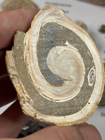 Fossilien Sammlung mit 25 Stück (Adventkalender)
