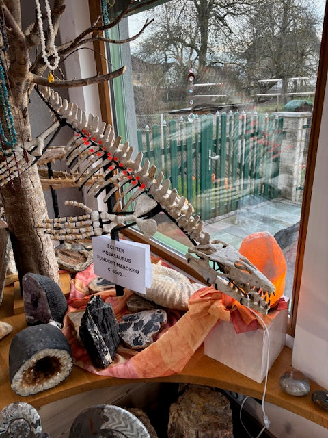 Mosasaurier komplettes Skelett, über 2 Meter Länge Fossil aus Marokko in bester Qualität