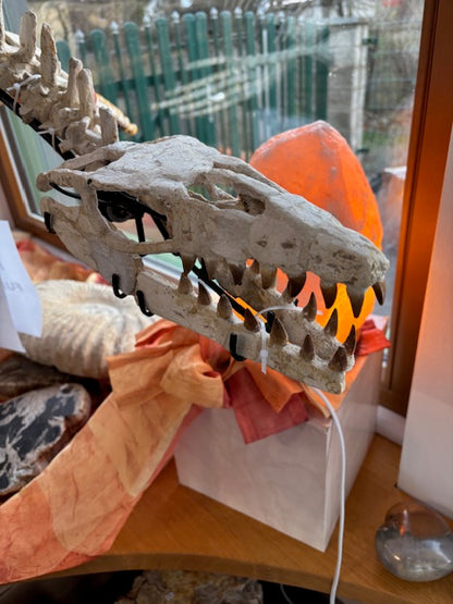 Mosasaurier komplettes Skelett, über 2 Meter Länge Fossil aus Marokko in bester Qualität