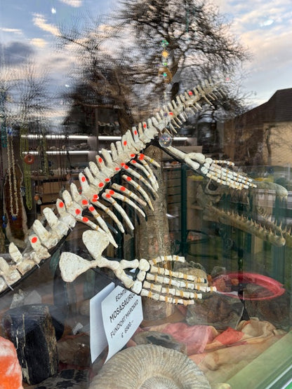Mosasaurier komplettes Skelett, über 2 Meter Länge Fossil aus Marokko in bester Qualität