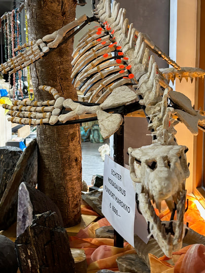 Mosasaurier komplettes Skelett, über 2 Meter Länge Fossil aus Marokko in bester Qualität