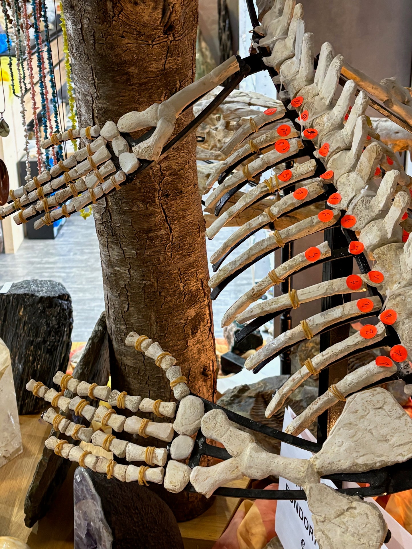 Mosasaurier komplettes Skelett, über 2 Meter Länge Fossil aus Marokko in bester Qualität