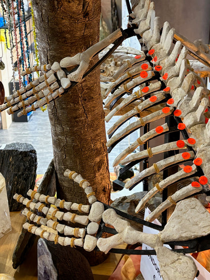 Mosasaurier komplettes Skelett, über 2 Meter Länge Fossil aus Marokko in bester Qualität