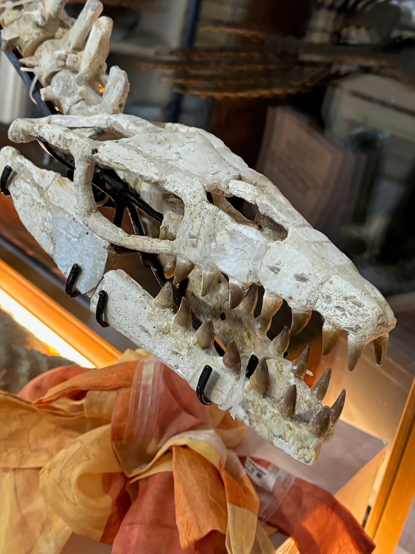 Mosasaurier komplettes Skelett, über 2 Meter Länge Fossil aus Marokko in bester Qualität