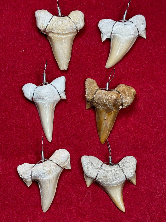 Haizahn Anhänger groß (ca. 3,5cm Länge), Marokko Hai Gattung: Otudus Obliquus