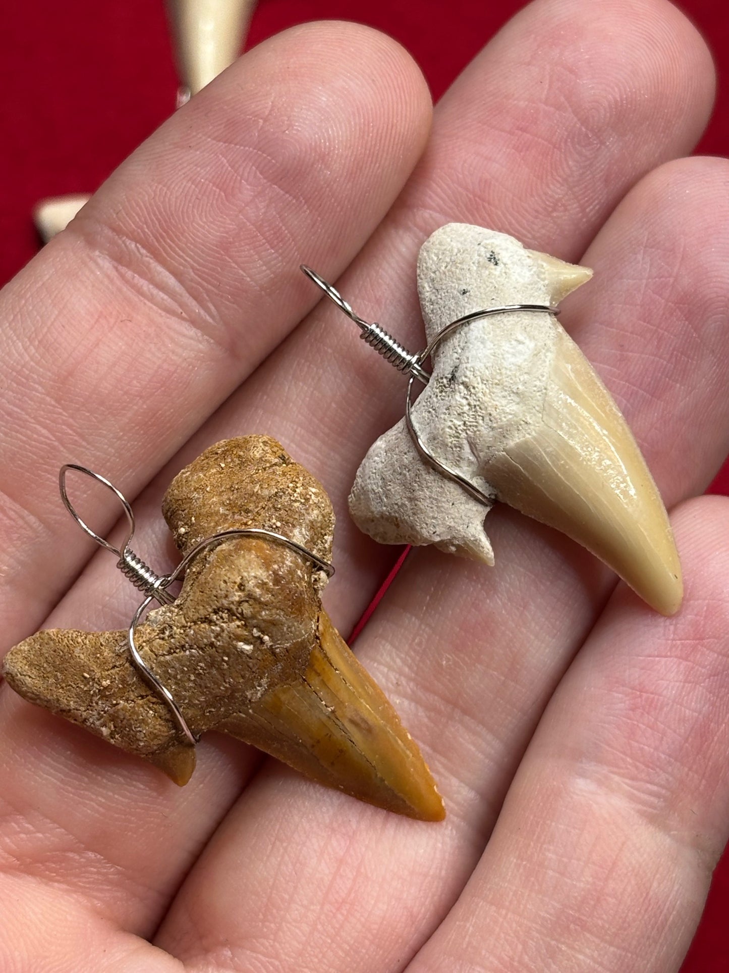 Haizahn Anhänger groß (ca. 3,5cm Länge), Marokko Hai Gattung: Otudus Obliquus