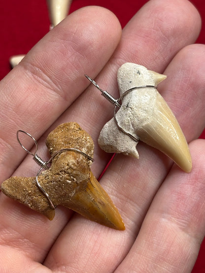 Haizahn Anhänger groß (ca. 3,5cm Länge), Marokko Hai Gattung: Otudus Obliquus