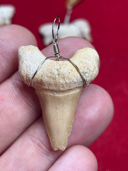 Haizahn Anhänger groß (ca. 3,5cm Länge), Marokko Hai Gattung: Otudus Obliquus