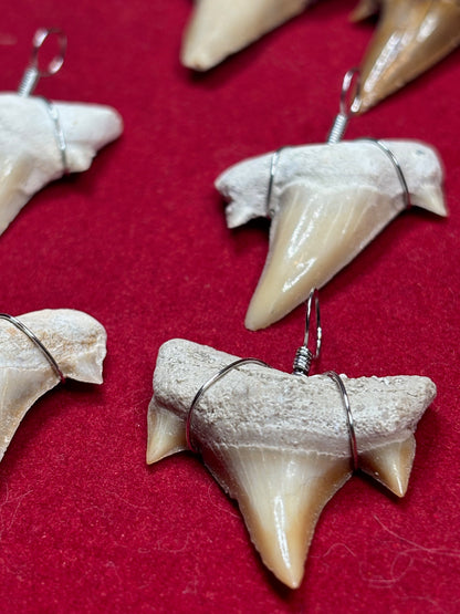 Haizahn Anhänger groß (ca. 3,5cm Länge), Marokko Hai Gattung: Otudus Obliquus