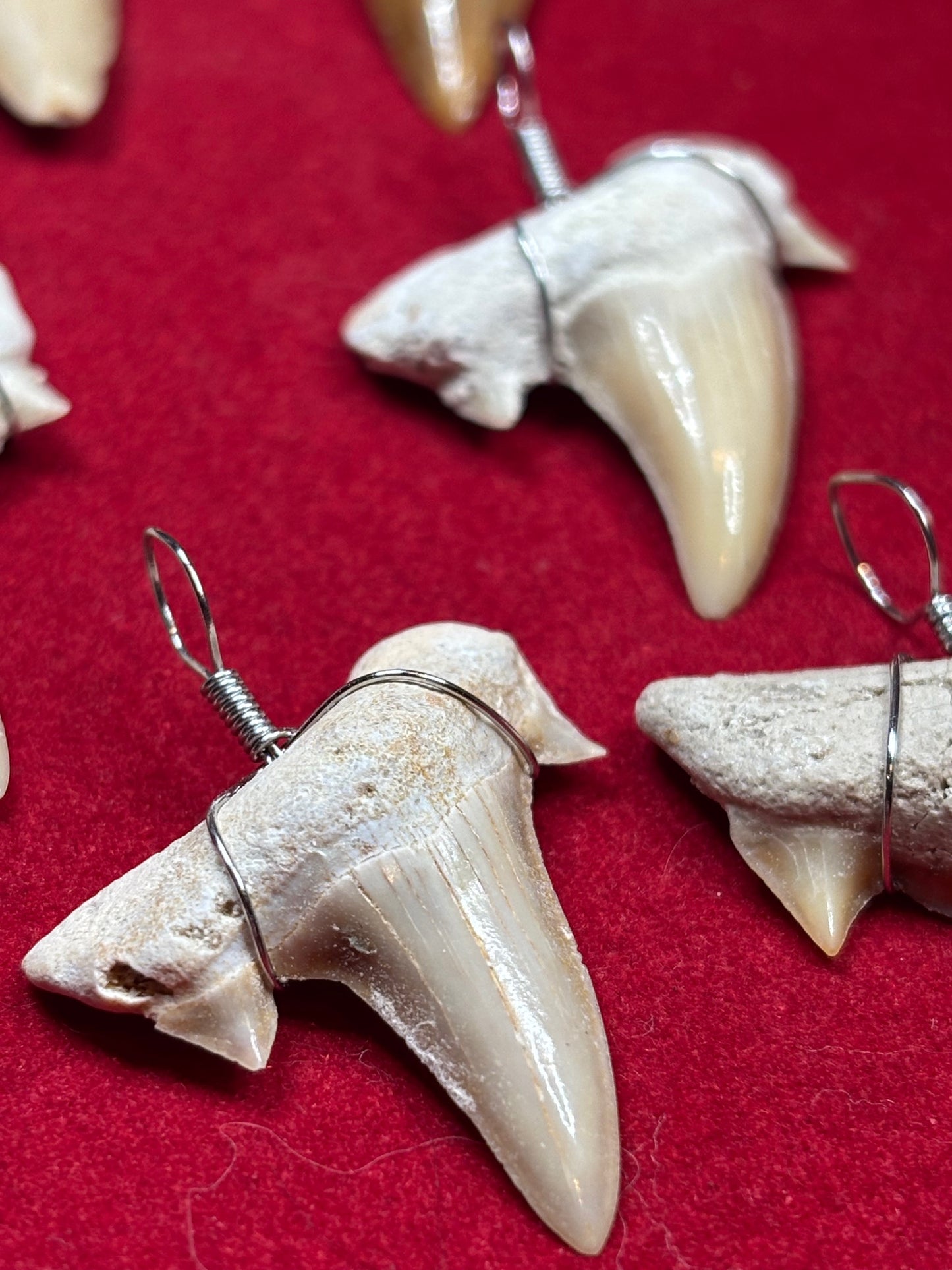 Haizahn Anhänger groß (ca. 3,5cm Länge), Marokko Hai Gattung: Otudus Obliquus