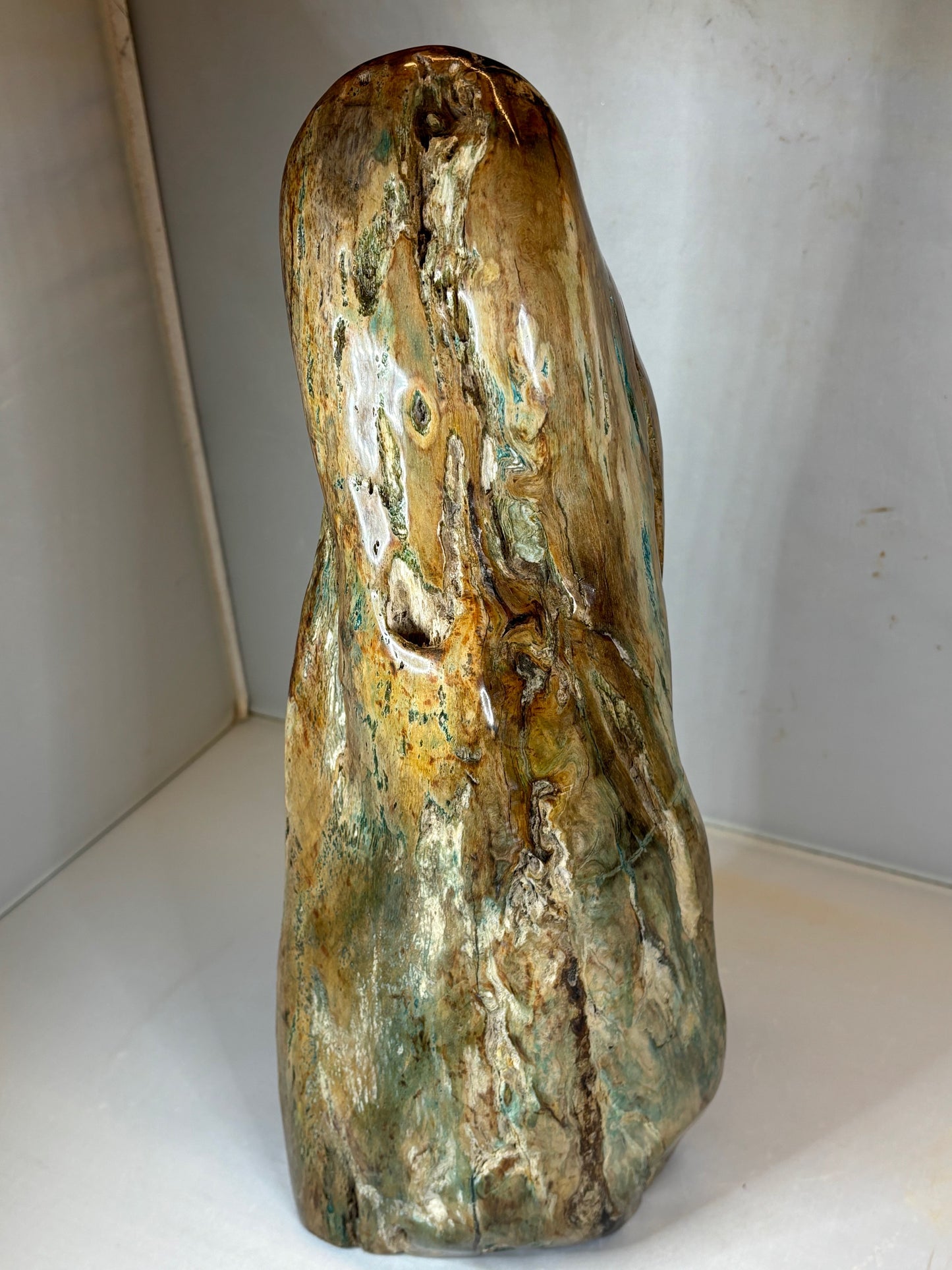 Versteinertes Holz mit Chrysokoll auf allen Seiten hochglanzpoliert, XL (ca. 5,5 Kg) in bester Qualität, Collawood Kupfermineralien Museumsstück Rarität fossiler Baumstamm Garut Java Indonesien