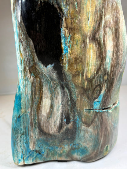 Versteinertes Holz mit Chrysokoll auf allen Seiten hochglanzpoliert, XL (ca. 7 Kg) in bester Qualität, Collawood Kupfermineralien Museumsstück Rarität fossiler Baumstamm Garut Java Indonesien