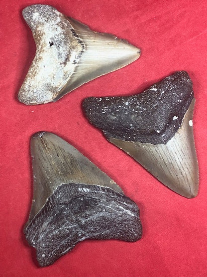 Megalodon Zahn naturbelassen, Otudus Megalodon, Carcharocles Megalodon, Carcharodon