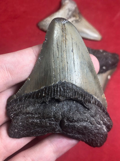 Megalodon Zahn naturbelassen, Otudus Megalodon, Carcharocles Megalodon, Carcharodon