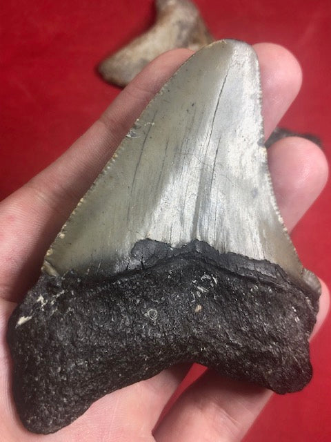 Megalodon Zahn naturbelassen, Otudus Megalodon, Carcharocles Megalodon, Carcharodon