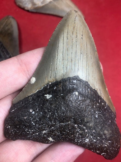 Megalodon Zahn naturbelassen, Otudus Megalodon, Carcharocles Megalodon, Carcharodon