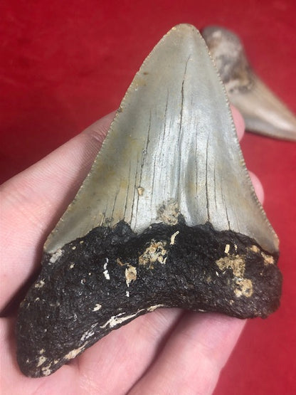 Megalodon Zahn naturbelassen, Otudus Megalodon, Carcharocles Megalodon, Carcharodon