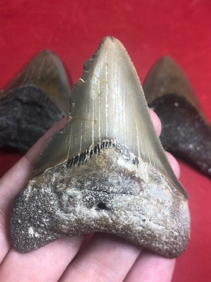 Megalodon Zahn naturbelassen, Otudus Megalodon, Carcharocles Megalodon, Carcharodon
