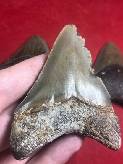 Megalodon Zahn naturbelassen, Otudus Megalodon, Carcharocles Megalodon, Carcharodon