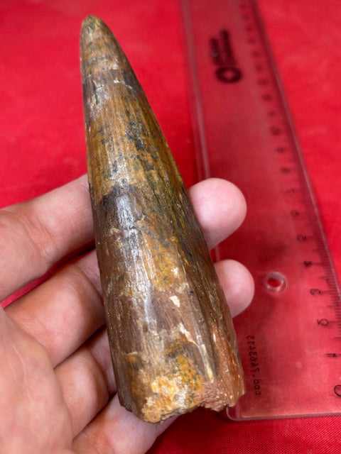 Spinosaurier Zahn XL ca. 10- 11cm, in bester Qualität Museumsstück Dornenechse
