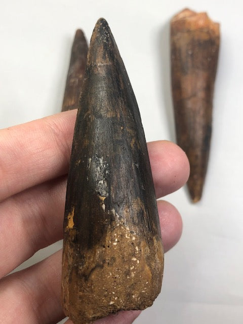 Spinosaurier Zahn groß bis ca. 9cm, beste Qualität, Dornenechse